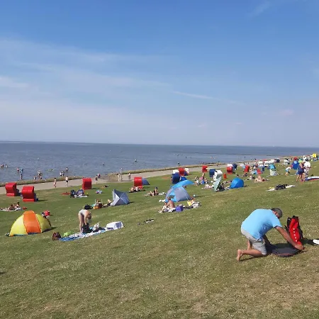 Kleine Robbe * Friedrichskoog